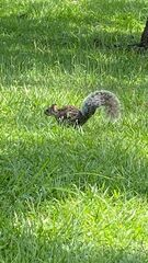 Sciurus variegatoides