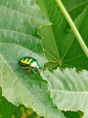 Chrysocoris stollii