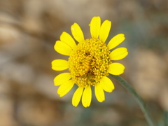 Cota tinctoria
