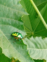 Chrysocoris stollii
