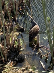 Porphyriops melanops