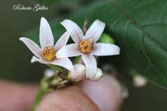 Solanum betaceum