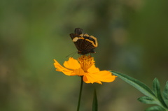 Riodina lycisca