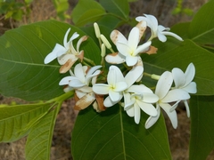 Holarrhena pubescens