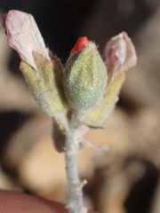 Sphaeralcea coccinea