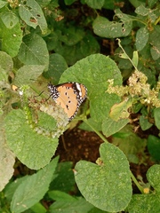 Danaus chrysippus