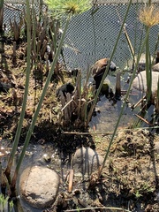 Porphyriops melanops