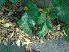 Phytomyza lappae