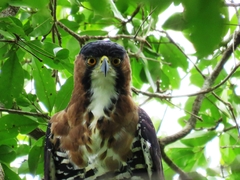 Spizaetus ornatus