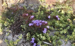 Limonium scabrum
