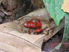 Oophaga pumilio