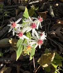 Eurybia divaricata