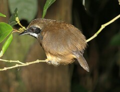 Myrmoborus myotherinus