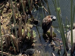 Porphyriops melanops