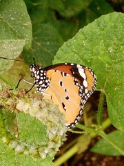 Danaus chrysippus
