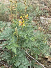 Hoffmannseggia glauca