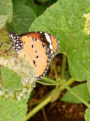 Danaus chrysippus