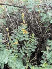 Hoffmannseggia glauca