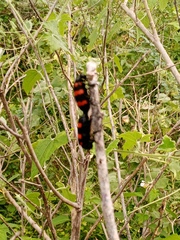 Hycleus biundulatus