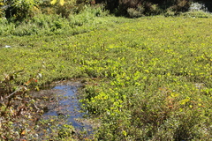 Hydrocotyle umbellata