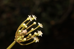 Hydrocotyle umbellata