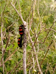 Hycleus biundulatus