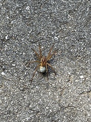 Lycosoidea