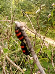 Hycleus biundulatus