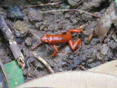 Oophaga pumilio