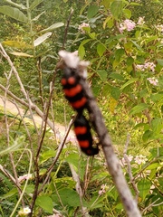 Hycleus biundulatus