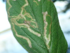 Aulagromyza hendeliana