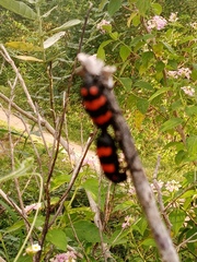 Hycleus biundulatus