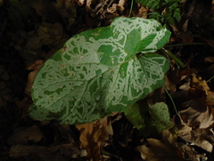 Phytomyza lappae