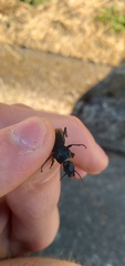 Pterostichus melanarius