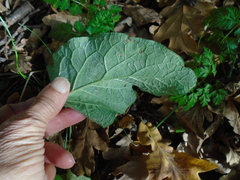 Phytomyza lappae