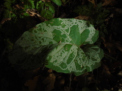 Phytomyza lappae