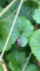 Succinea putris