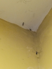 Physocyclus globosus