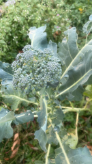 Brassica oleracea