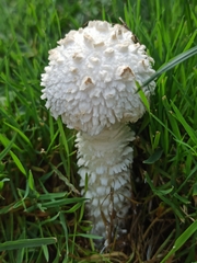 Saproamanita vittadinii
