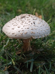 Saproamanita vittadinii