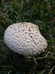 Saproamanita vittadinii