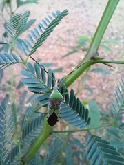 Prismatocerus prominulus