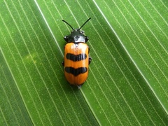 Chelobasis perplexa