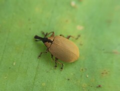 Anchylorhynchus variabilis