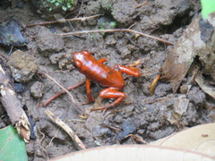 Oophaga pumilio