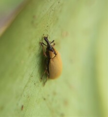 Anchylorhynchus variabilis