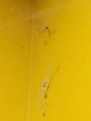 Physocyclus globosus