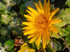Berkheya coriacea