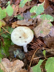 Amanita citrina